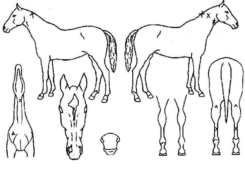 �׷���Ѹ��� ����,���,�޸�,�λ�,�ٸ��� Ư¡����