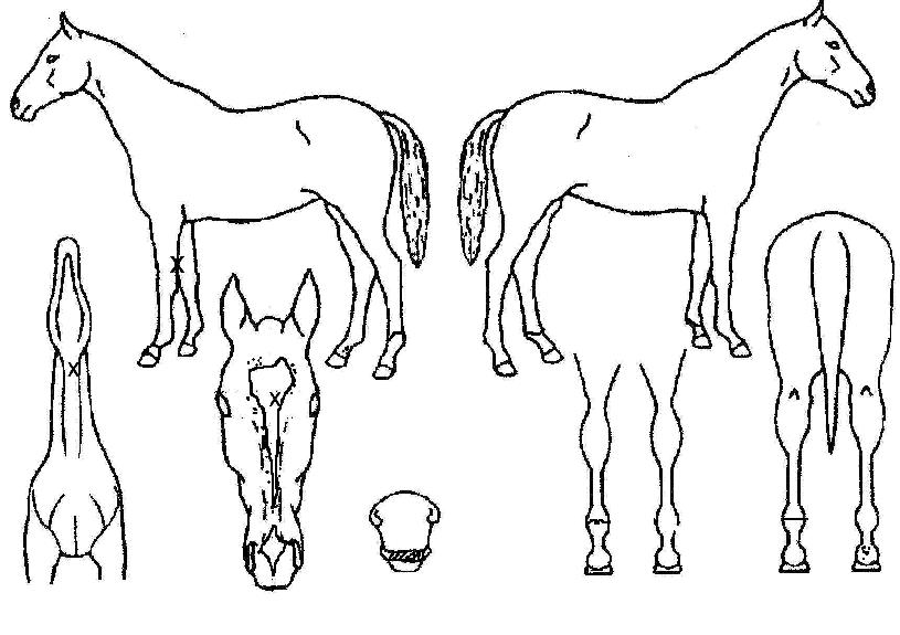 ¼¶¸ÓŸÀӹ̽ºÀÇ Ãø¸é,¿ì¸é,µÞ¸é,µÎ»ó,´Ù¸®ÀÇ Æ¯Â¡µµÇØ