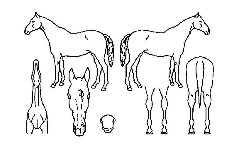 »þÇÁÈÞ¸ÓÀÇ Ãø¸é,¿ì¸é,µÞ¸é,µÎ»ó,´Ù¸®ÀÇ Æ¯Â¡µµÇØ