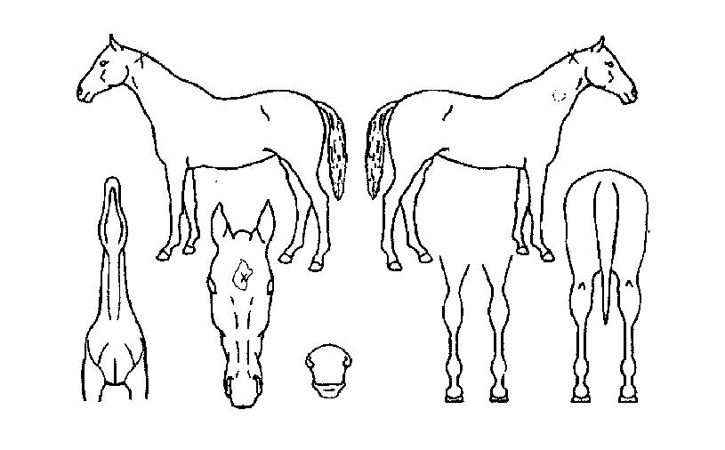 ºñ¿ÂÅõ¾îÀÚ¸¶ÀÇ Ãø¸é,¿ì¸é,µÞ¸é,µÎ»ó,´Ù¸®ÀÇ Æ¯Â¡µµÇØ