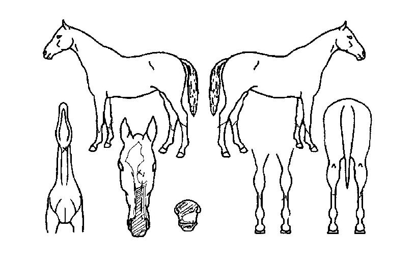 縰ÀúÀÇ Ãø¸é,¿ì¸é,µÞ¸é,µÎ»ó,´Ù¸®ÀÇ Æ¯Â¡µµÇØ