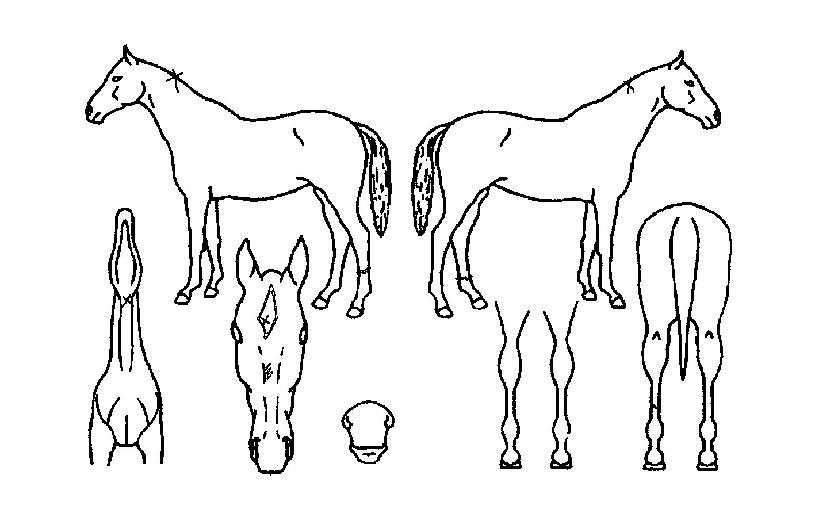 ��Ǫ�������� ����,���,�޸�,�λ�,�ٸ��� Ư¡����