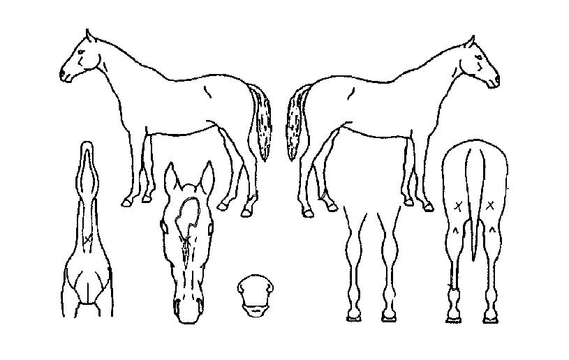 ����õ���� ����,���,�޸�,�λ�,�ٸ��� Ư¡����