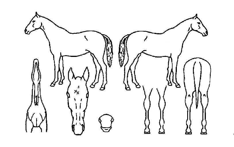 ¼±Ç÷¹¾îÀÇ Ãø¸é,¿ì¸é,µÞ¸é,µÎ»ó,´Ù¸®ÀÇ Æ¯Â¡µµÇØ