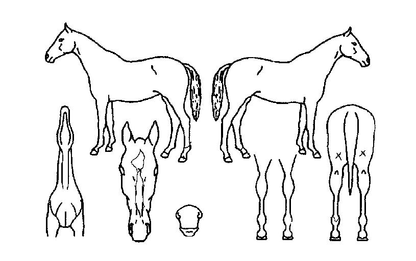 °ãÈ£ÀçÀÇ Ãø¸é,¿ì¸é,µÞ¸é,µÎ»ó,´Ù¸®ÀÇ Æ¯Â¡µµÇØ