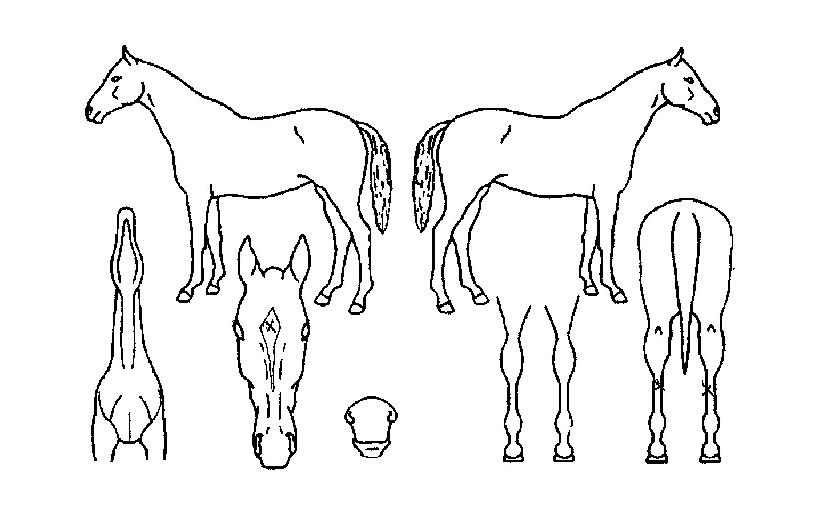 ÇÇÄÚ°»êÀÇ Ãø¸é,¿ì¸é,µÞ¸é,µÎ»ó,´Ù¸®ÀÇ Æ¯Â¡µµÇØ