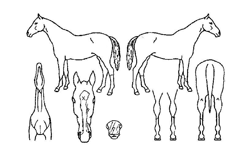 ���ڻ����� ����,���,�޸�,�λ�,�ٸ��� Ư¡����