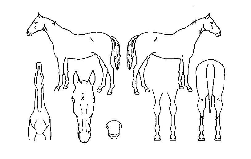 ÇÏÀÌ¿þÀÌÆÄÀ̺êÀÚ¸¶ÀÇ Ãø¸é,¿ì¸é,µÞ¸é,µÎ»ó,´Ù¸®ÀÇ Æ¯Â¡µµÇØ