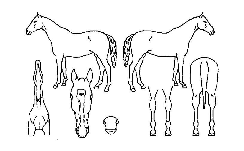 ����ķ���� ����,���,�޸�,�λ�,�ٸ��� Ư¡����