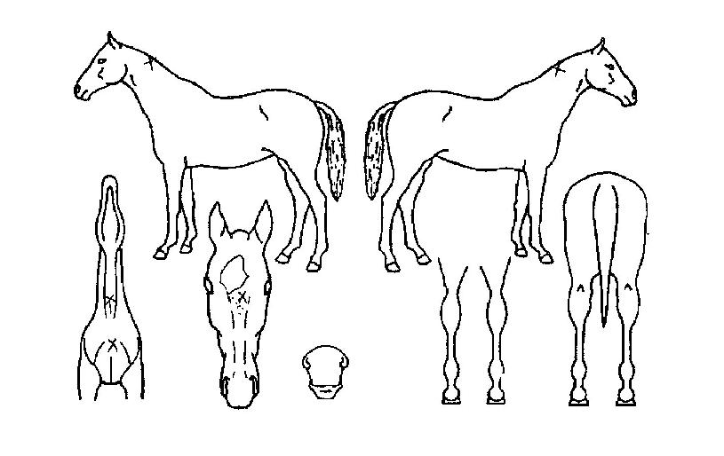 ���Ž��� ����,���,�޸�,�λ�,�ٸ��� Ư¡����