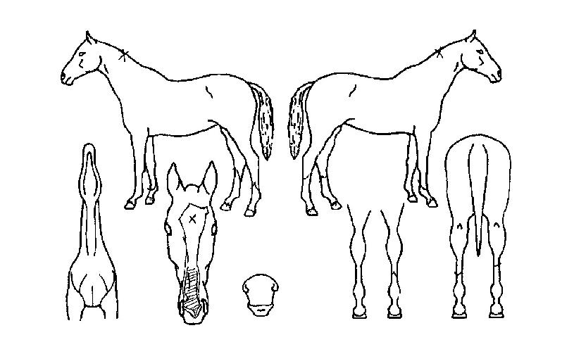 ¿Ã°¡´ÐÆÄ¸Ó½ÃÀÇ Ãø¸é,¿ì¸é,µÞ¸é,µÎ»ó,´Ù¸®ÀÇ Æ¯Â¡µµÇØ