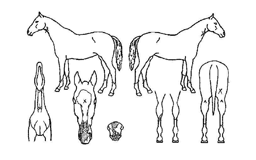 ³¯°³¾ßÀÇ Ãø¸é,¿ì¸é,µÞ¸é,µÎ»ó,´Ù¸®ÀÇ Æ¯Â¡µµÇØ