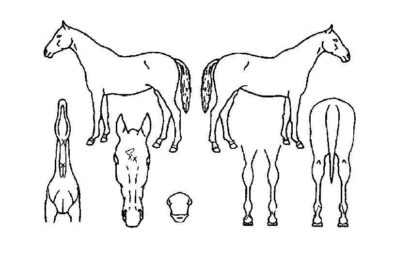 õÁö°ÅžÀÇ Ãø¸é,¿ì¸é,µÞ¸é,µÎ»ó,´Ù¸®ÀÇ Æ¯Â¡µµÇØ