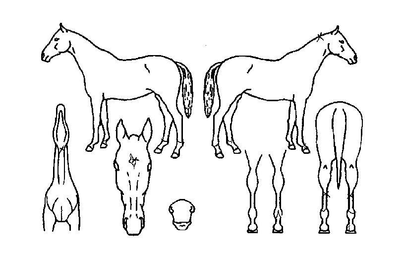 �������� ����,���,�޸�,�λ�,�ٸ��� Ư¡����