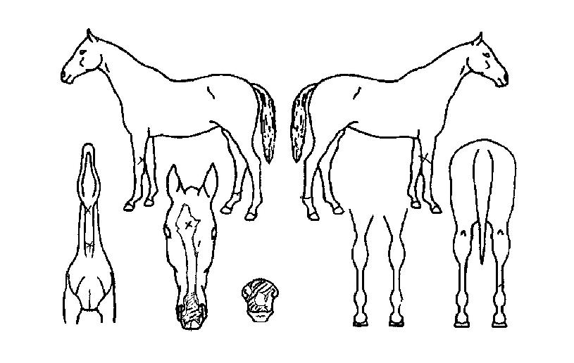 �ο������� ����,���,�޸�,�λ�,�ٸ��� Ư¡����