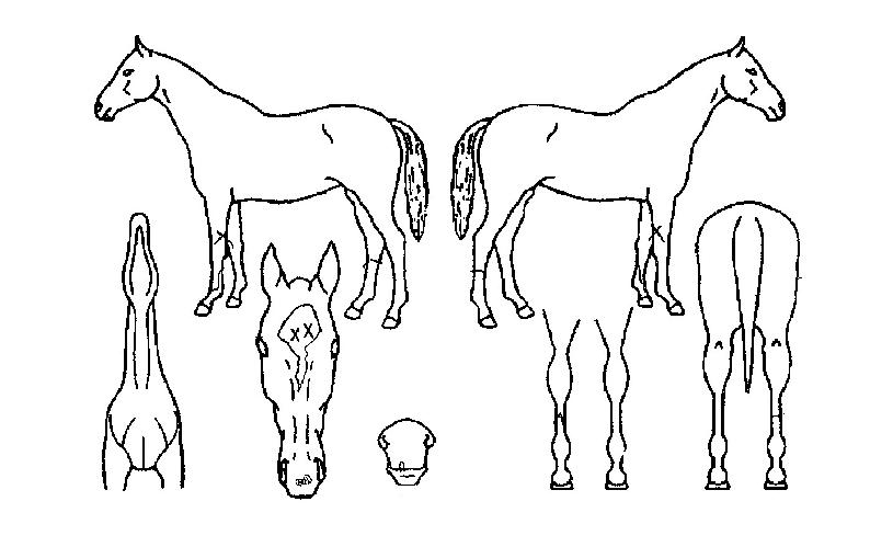 °¡¾ßÁ¦ÀÏÀÇ Ãø¸é,¿ì¸é,µÞ¸é,µÎ»ó,´Ù¸®ÀÇ Æ¯Â¡µµÇØ