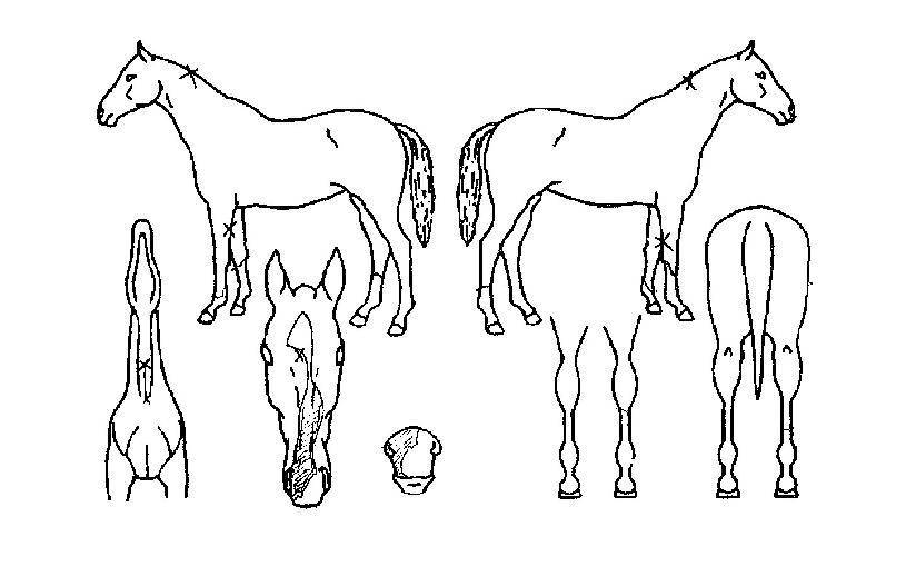 ��ȣ�� ����,���,�޸�,�λ�,�ٸ��� Ư¡����