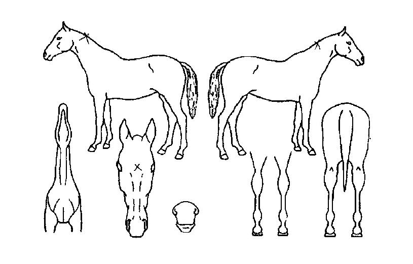 õÇϿ︲ÀÇ Ãø¸é,¿ì¸é,µÞ¸é,µÎ»ó,´Ù¸®ÀÇ Æ¯Â¡µµÇØ