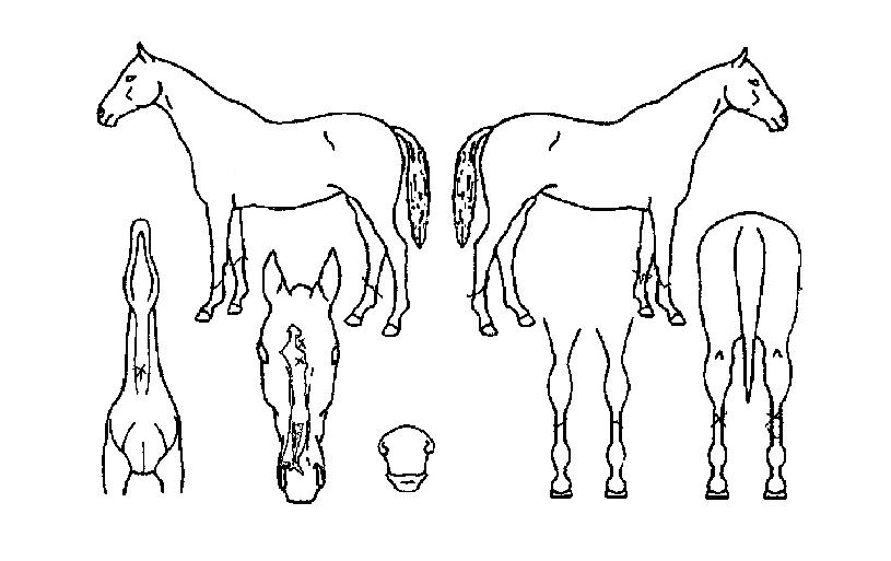 ´ã¾ç¹ÌÀÎÀÇ Ãø¸é,¿ì¸é,µÞ¸é,µÎ»ó,´Ù¸®ÀÇ Æ¯Â¡µµÇØ