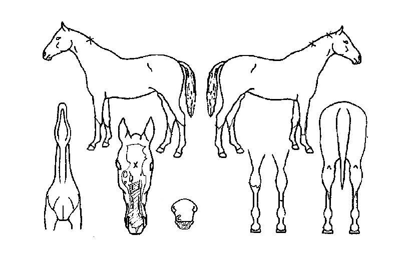 ���������� ����,���,�޸�,�λ�,�ٸ��� Ư¡����