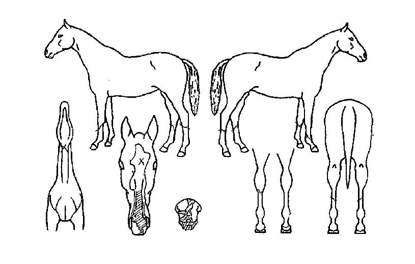 �ѹ齺Ÿ�� ����,���,�޸�,�λ�,�ٸ��� Ư¡����