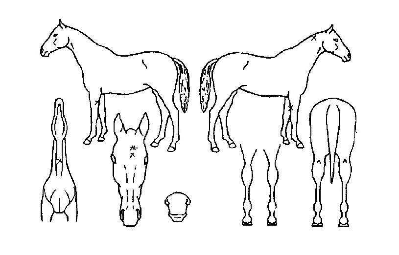 �ż�����Ƽ�� ����,���,�޸�,�λ�,�ٸ��� Ư¡����