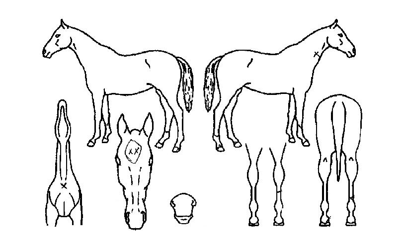 ´õºñÄÉÀ̽ºÀÇ Ãø¸é,¿ì¸é,µÞ¸é,µÎ»ó,´Ù¸®ÀÇ Æ¯Â¡µµÇØ