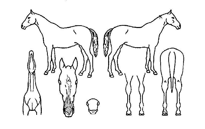 ���ڿ��� ����,���,�޸�,�λ�,�ٸ��� Ư¡����