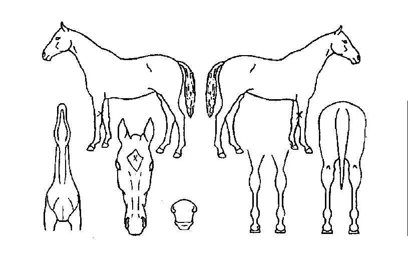 �������̾�Ʈ�� ����,���,�޸�,�λ�,�ٸ��� Ư¡����