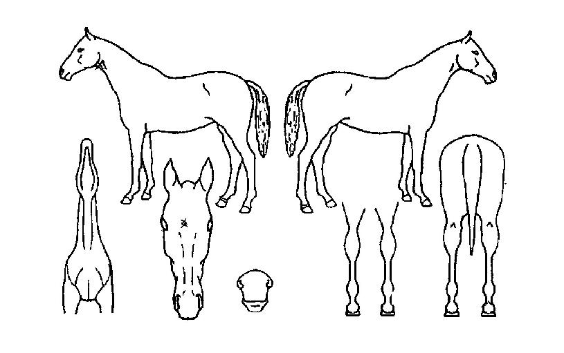 ¾Æ½ºÅ¸ÀÇ Ãø¸é,¿ì¸é,µÞ¸é,µÎ»ó,´Ù¸®ÀÇ Æ¯Â¡µµÇØ