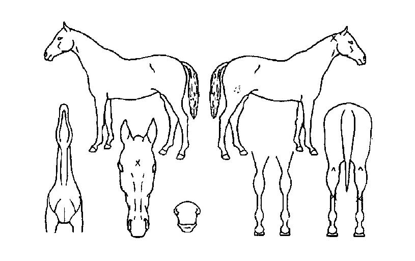 ���� ����,���,�޸�,�λ�,�ٸ��� Ư¡����