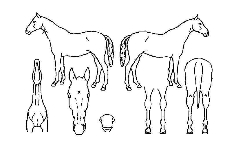 ´ëÈ£¸íÀåÀÇ Ãø¸é,¿ì¸é,µÞ¸é,µÎ»ó,´Ù¸®ÀÇ Æ¯Â¡µµÇØ