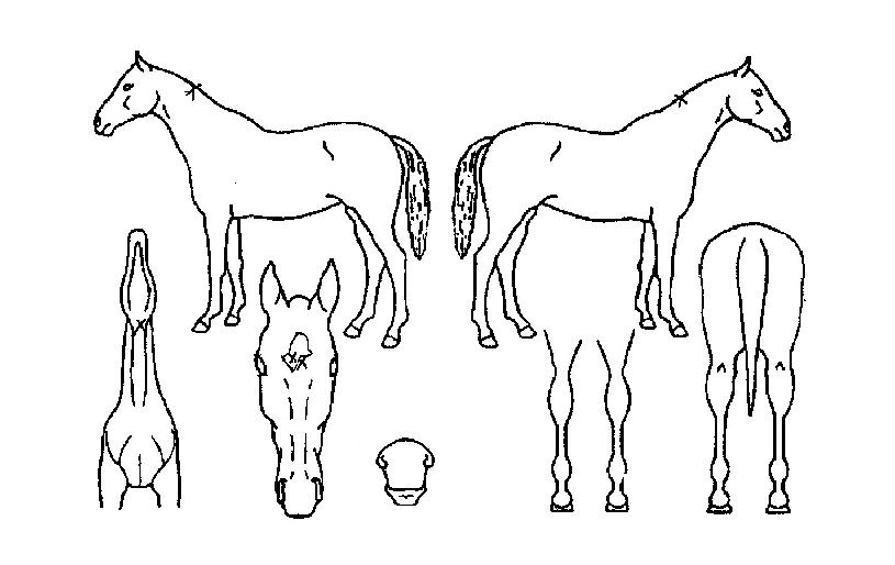 ÇѽÅÀÇ Ãø¸é,¿ì¸é,µÞ¸é,µÎ»ó,´Ù¸®ÀÇ Æ¯Â¡µµÇØ