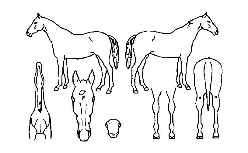 �������� ����,���,�޸�,�λ�,�ٸ��� Ư¡����