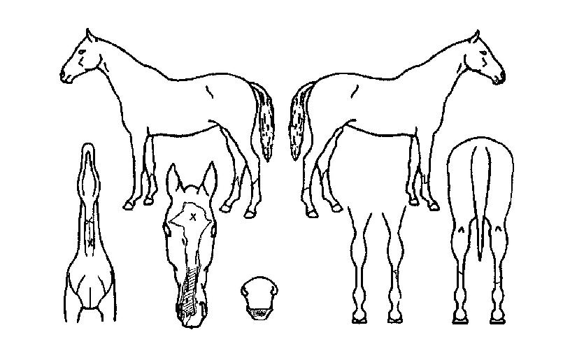 ¿ÃÆ÷±Û·Î¸®ÀÇ Ãø¸é,¿ì¸é,µÞ¸é,µÎ»ó,´Ù¸®ÀÇ Æ¯Â¡µµÇØ