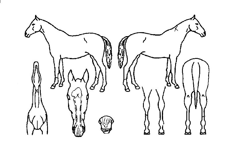 ¿î¾ÏÁúÁÖÀÇ Ãø¸é,¿ì¸é,µÞ¸é,µÎ»ó,´Ù¸®ÀÇ Æ¯Â¡µµÇØ