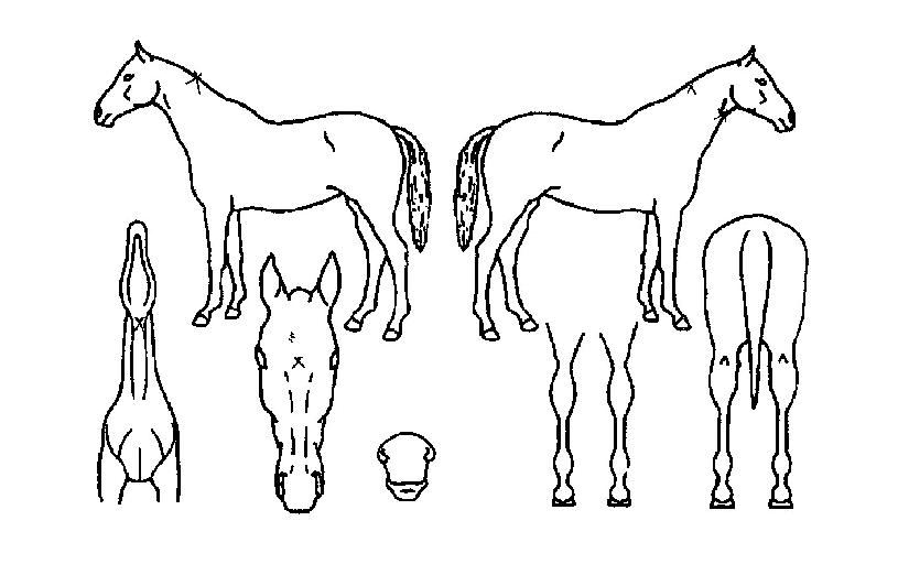 ¹ÌÁõÀ¯ÀÇ Ãø¸é,¿ì¸é,µÞ¸é,µÎ»ó,´Ù¸®ÀÇ Æ¯Â¡µµÇØ