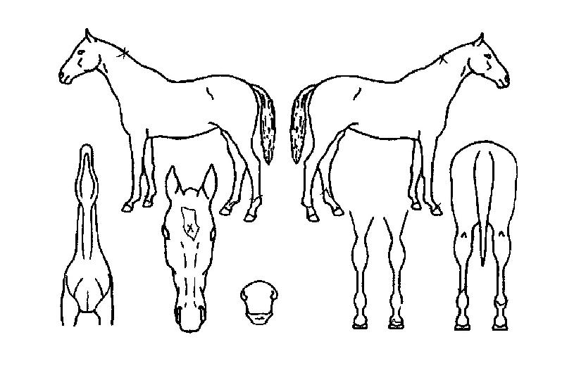 ½ÅÅõÈ¥ÀÇ Ãø¸é,¿ì¸é,µÞ¸é,µÎ»ó,´Ù¸®ÀÇ Æ¯Â¡µµÇØ