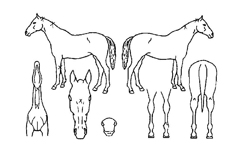 ÇѸ¶°È£ÀÇ Ãø¸é,¿ì¸é,µÞ¸é,µÎ»ó,´Ù¸®ÀÇ Æ¯Â¡µµÇØ