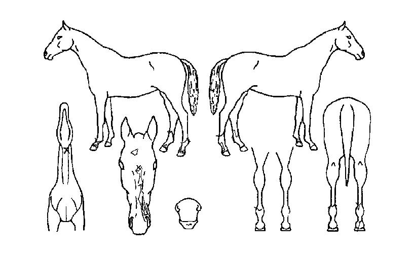 ·°¼Å¸®¿øÀÇ Ãø¸é,¿ì¸é,µÞ¸é,µÎ»ó,´Ù¸®ÀÇ Æ¯Â¡µµÇØ