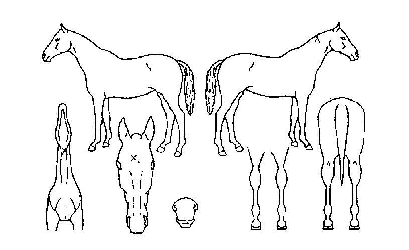 ¸ÅÁ÷ŰÀÇ Ãø¸é,¿ì¸é,µÞ¸é,µÎ»ó,´Ù¸®ÀÇ Æ¯Â¡µµÇØ