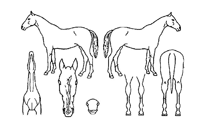 ¹è´ÏÁîÇÁ¸®´ÏÀÚ¸¶ÀÇ Ãø¸é,¿ì¸é,µÞ¸é,µÎ»ó,´Ù¸®ÀÇ Æ¯Â¡µµÇØ