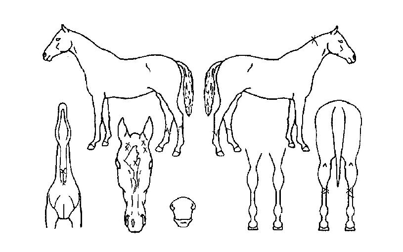 º¥Åõ½ºÀÇ Ãø¸é,¿ì¸é,µÞ¸é,µÎ»ó,´Ù¸®ÀÇ Æ¯Â¡µµÇØ