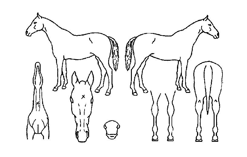 ���ǽ��帲�� ����,���,�޸�,�λ�,�ٸ��� Ư¡����