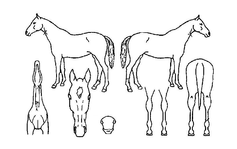 Èú½¨Ä«ÀÚ¸¶ÀÇ Ãø¸é,¿ì¸é,µÞ¸é,µÎ»ó,´Ù¸®ÀÇ Æ¯Â¡µµÇØ