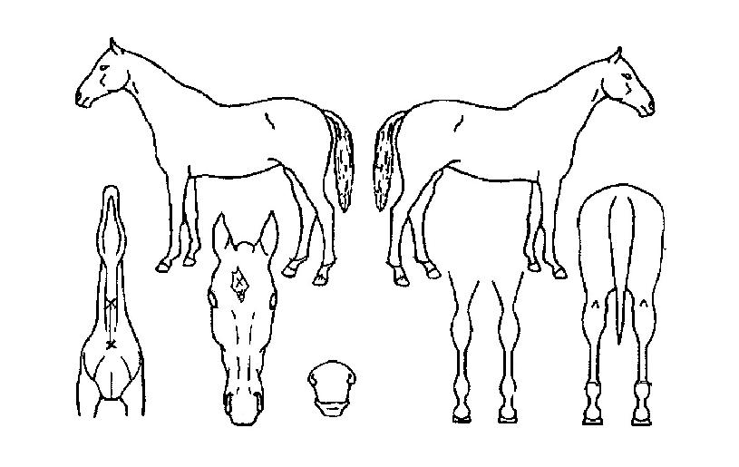 ¾î¸ÞÀÌ¡ÅÍÄ¡ÀÇ Ãø¸é,¿ì¸é,µÞ¸é,µÎ»ó,´Ù¸®ÀÇ Æ¯Â¡µµÇØ