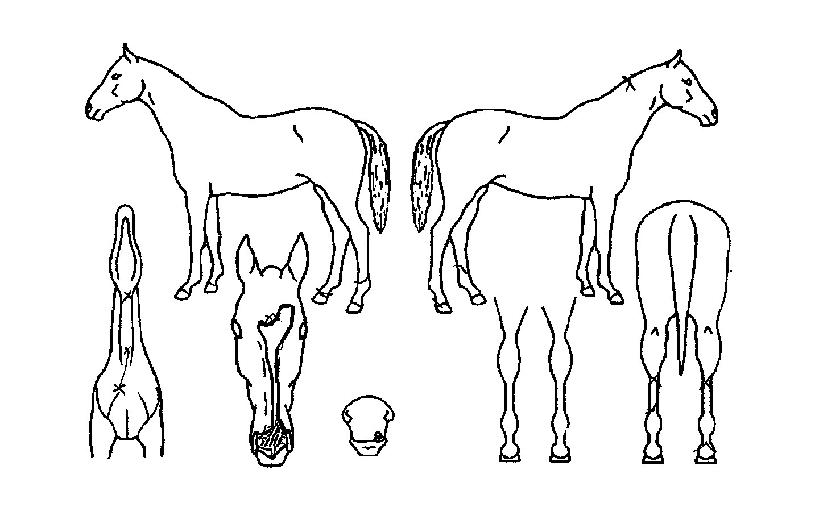 ¸ÞÀÌÀú½ºÅ¸ÀÇ Ãø¸é,¿ì¸é,µÞ¸é,µÎ»ó,´Ù¸®ÀÇ Æ¯Â¡µµÇØ