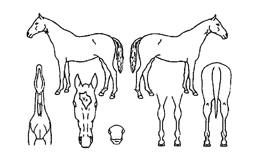 ¿ì»êºÀÀÇ Ãø¸é,¿ì¸é,µÞ¸é,µÎ»ó,´Ù¸®ÀÇ Æ¯Â¡µµÇØ