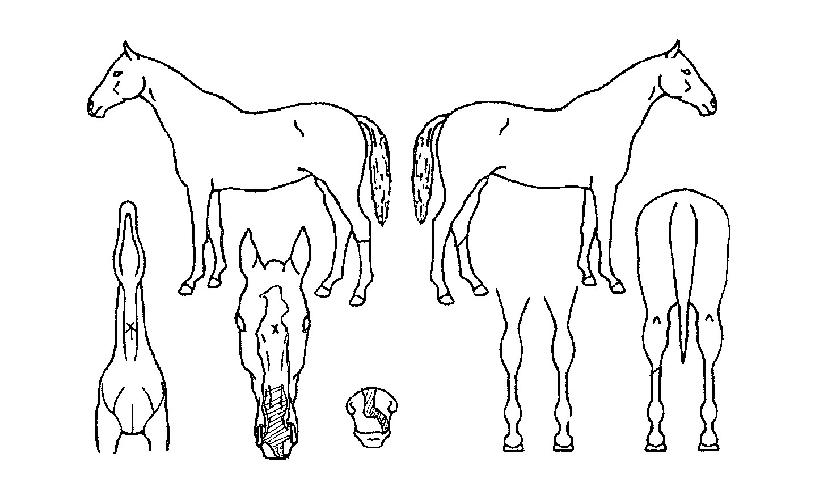 Ȳ±Ýº°ÀÇ Ãø¸é,¿ì¸é,µÞ¸é,µÎ»ó,´Ù¸®ÀÇ Æ¯Â¡µµÇØ