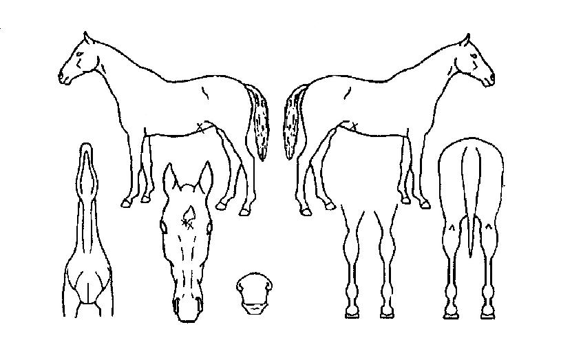 »õº°ÀÌÀÇ Ãø¸é,¿ì¸é,µÞ¸é,µÎ»ó,´Ù¸®ÀÇ Æ¯Â¡µµÇØ